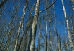 Cypress Pickets