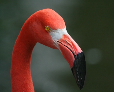 Flamingo Profile