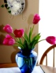 my tulips