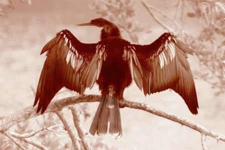Anhinga Drying its Wings
