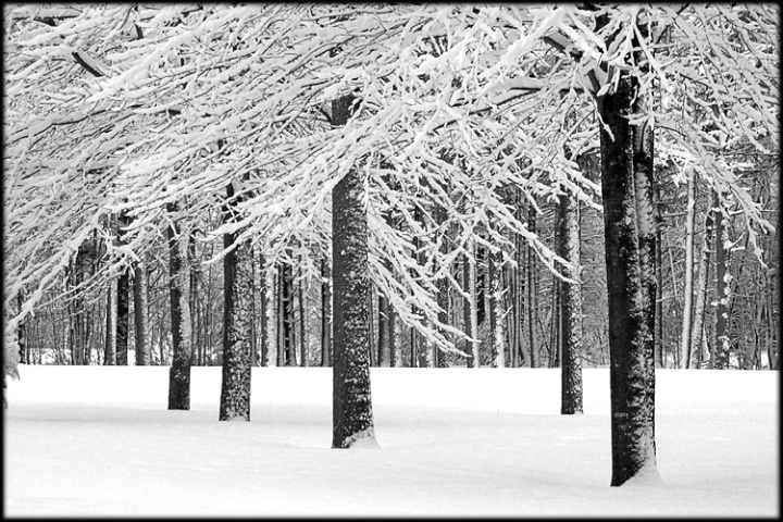 Winter Forest