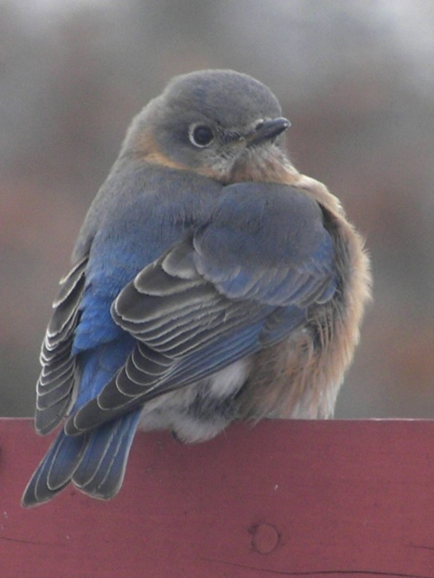 Ms. Bluebird