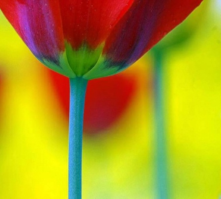 Tulip Dream
