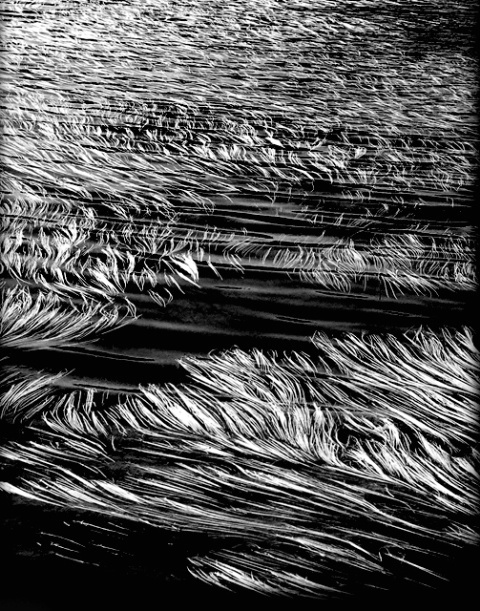Reflection Lake Reeds