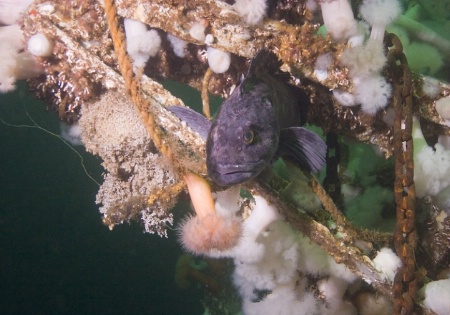 Lingcod protecting her eggs
