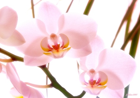 Orchids