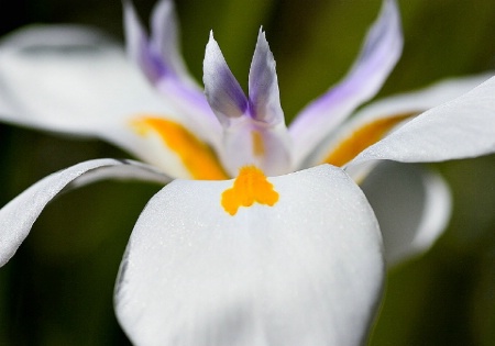 White Iris