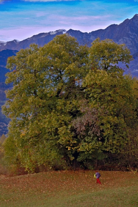 Picking chestnuts