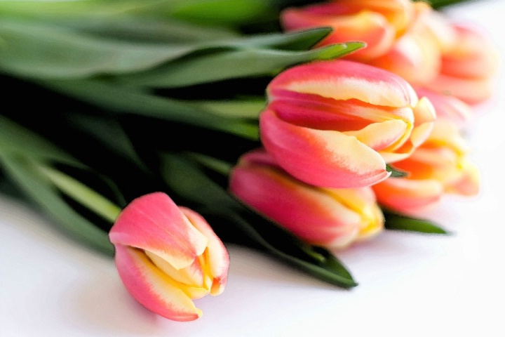 watercolor tulip bouquet