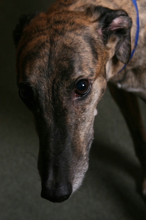 Why the long face?