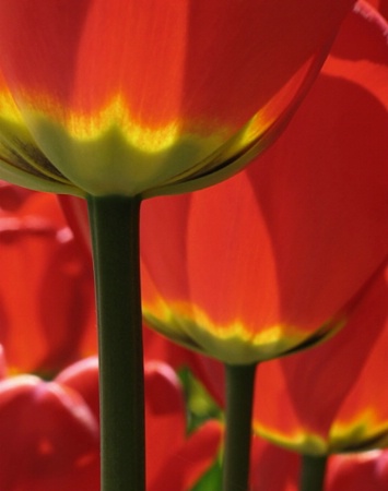 Red tulip’s file