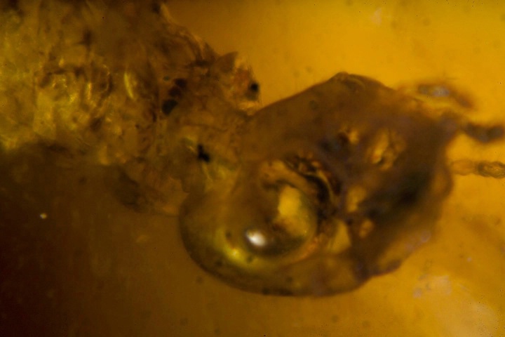 Insect Trapped in Amber