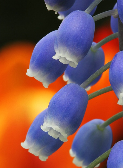 Blue Bells at Sunset