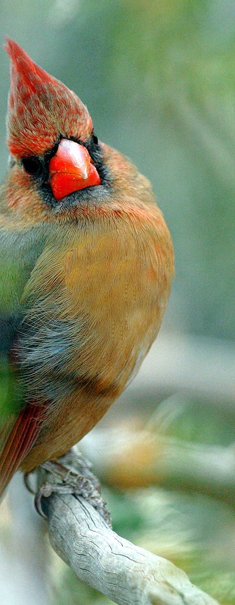 Colorful Cardinal MT