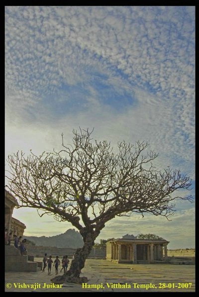 Tree@twilight - ID: 3389440 © VISHVAJIT JUIKAR