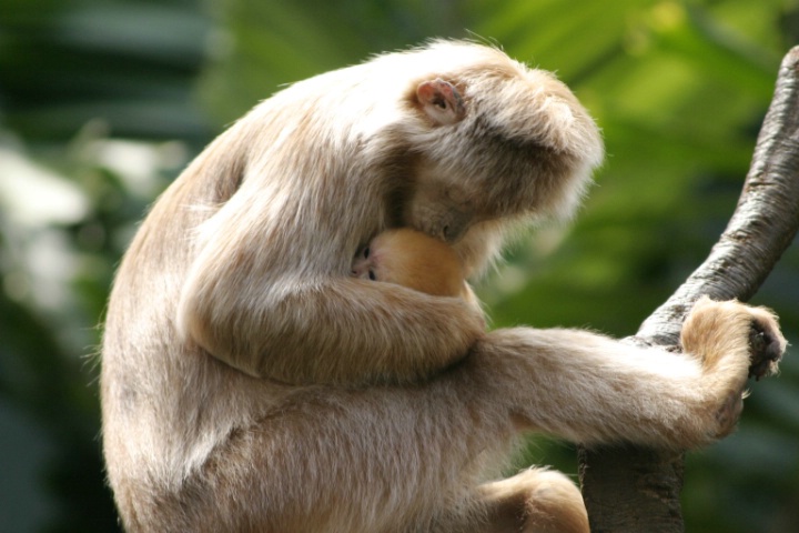 Mother's Love - ID: 3389588 © Alfredo Torres