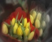 TULIPS FOR SALE