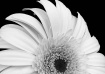 Beauty In Black &...