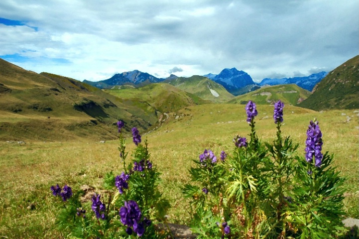 Alpine flowers