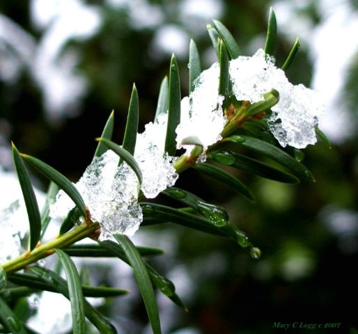 droplets on yew