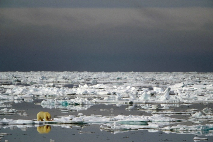 Polar Bear on the Ice