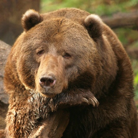 Grizzly Bear