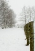 Winter Scene