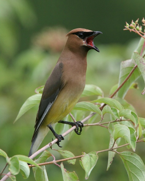 Cedar Waxwing