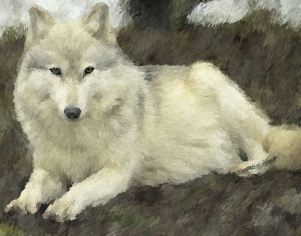 White wolf sitting