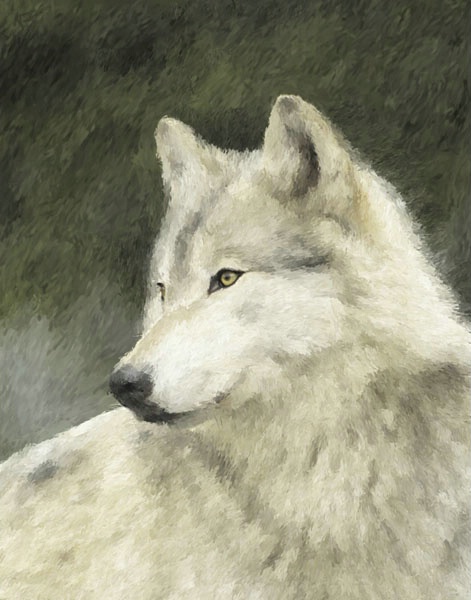 White wolf looking