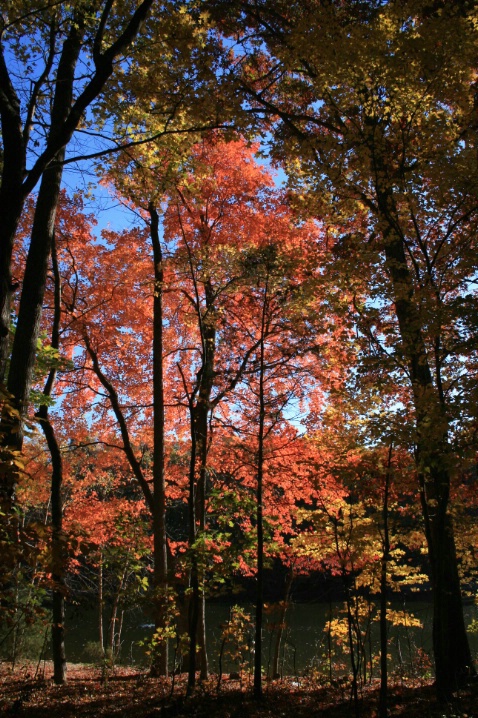 Fall Foliage - ID: 3394501 © Lisa R. Buffington