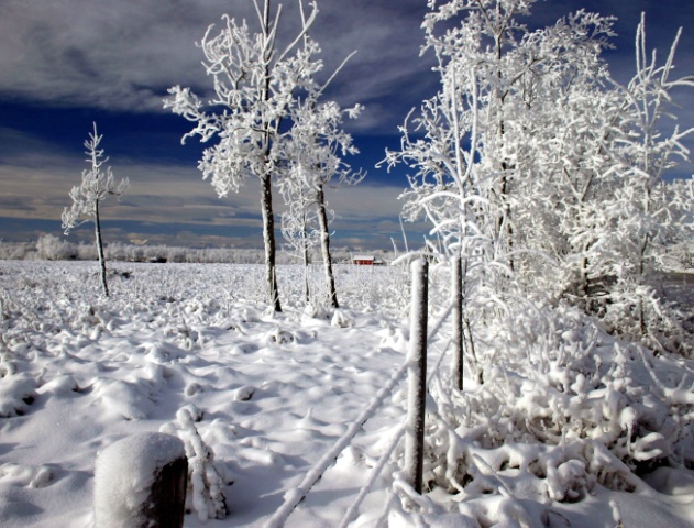 Winters Shroud - ID: 3394503 © ashley nicholas