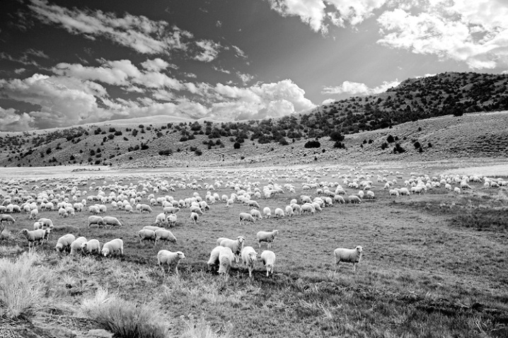 B/W Sheep