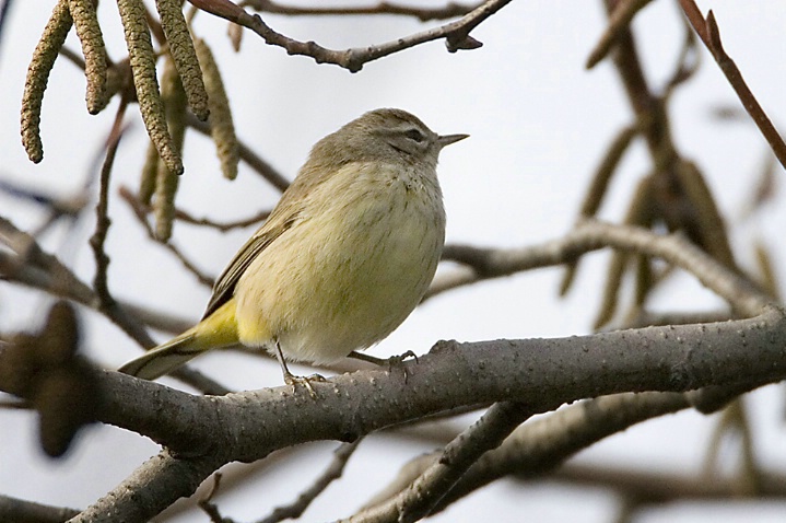 Palm Warbler - ID: 3395771 © John Tubbs