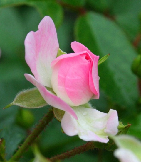 Rose bud