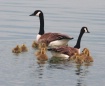 canada geese fami...