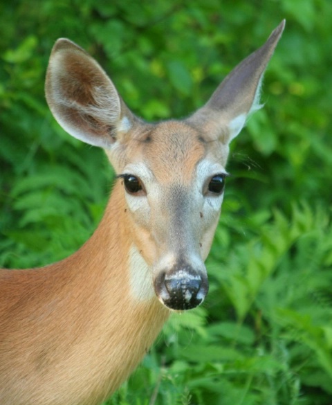 Beauty in the Forest #2