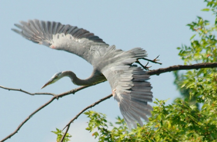 Blue Heron in flight