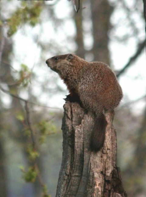 The lookout