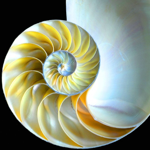 Nautilus