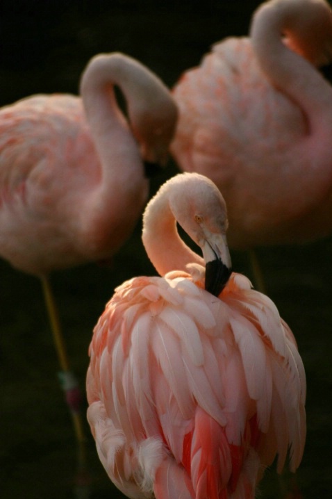 The 3 flamingos