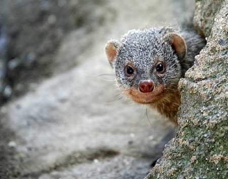 Inquisitive