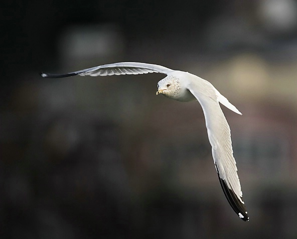 Ring Billed Gull in Flight - ID: 3398095 © John Tubbs