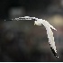 2Ring Billed Gull in Flight - ID: 3398095 © John Tubbs