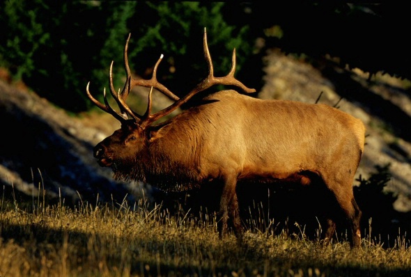 Bull Elk Bugling - ID: 3398429 © Denise Dupras