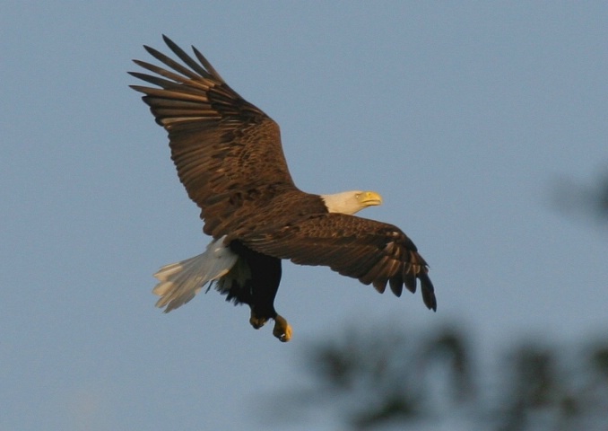 Flight of Eagle