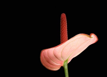 Pink Anthurium