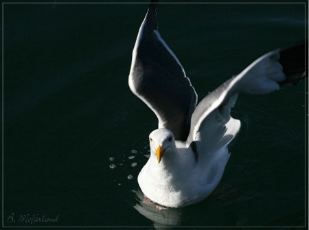 Seagull2