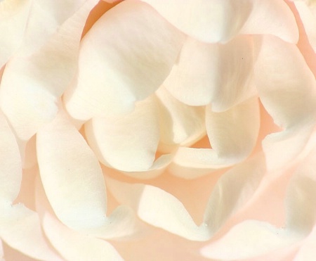 Camellia Macro