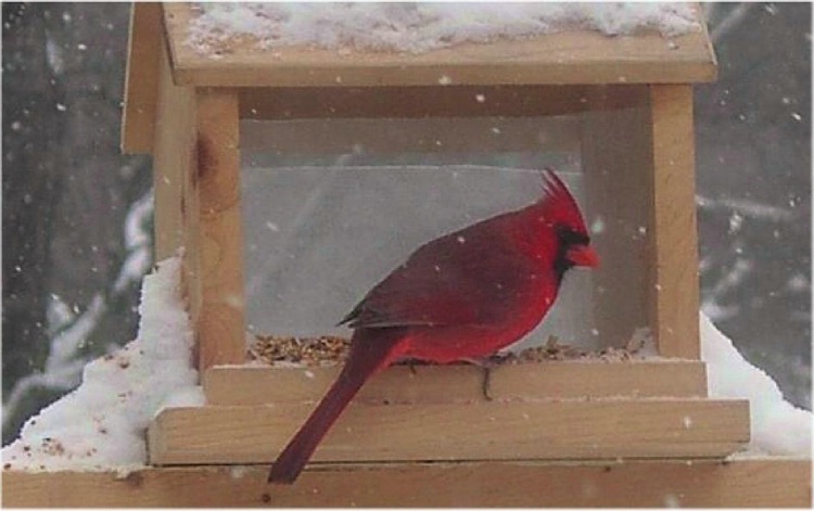 cardinals love the snow